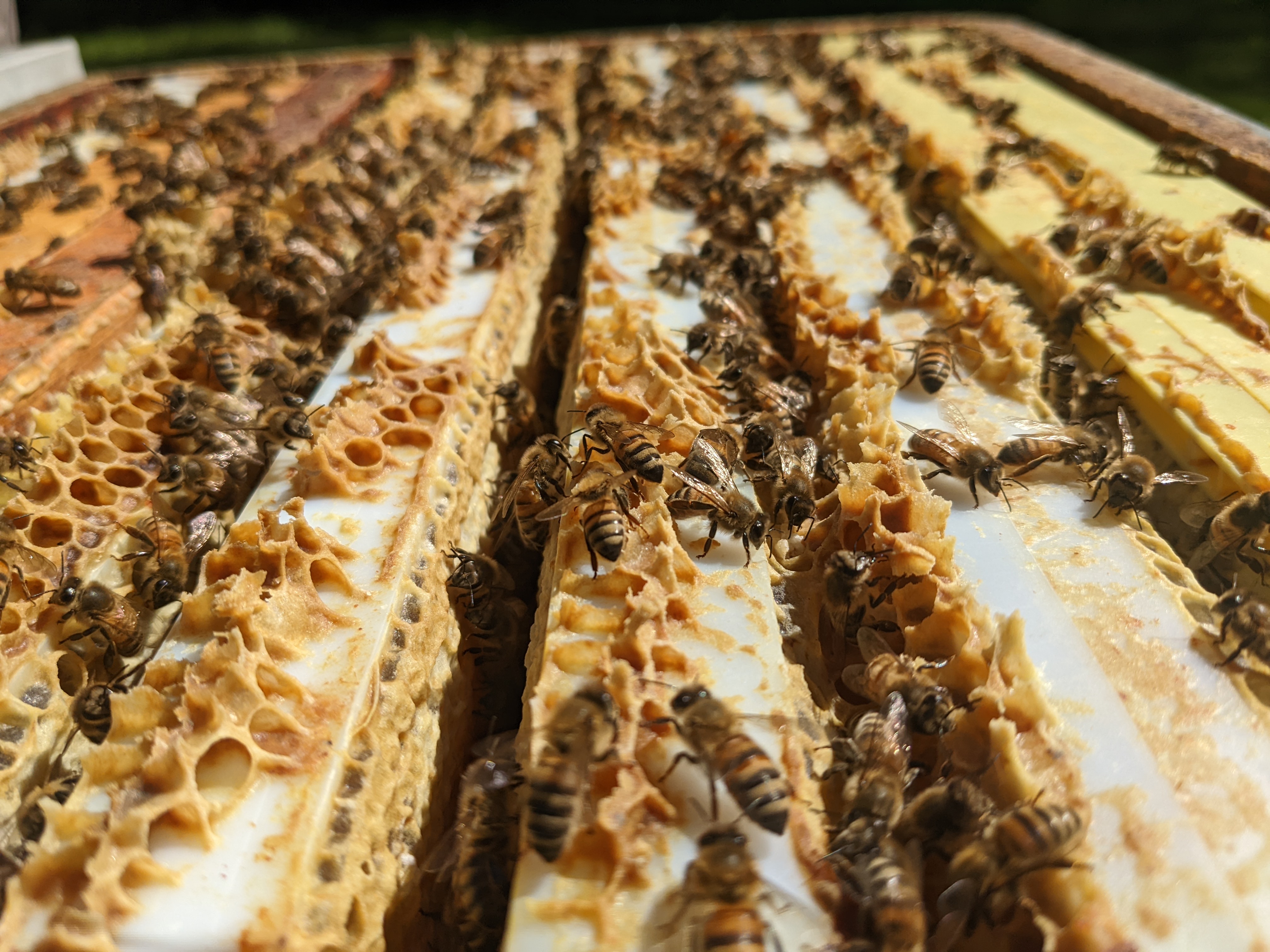 Inside the hive © HBRC