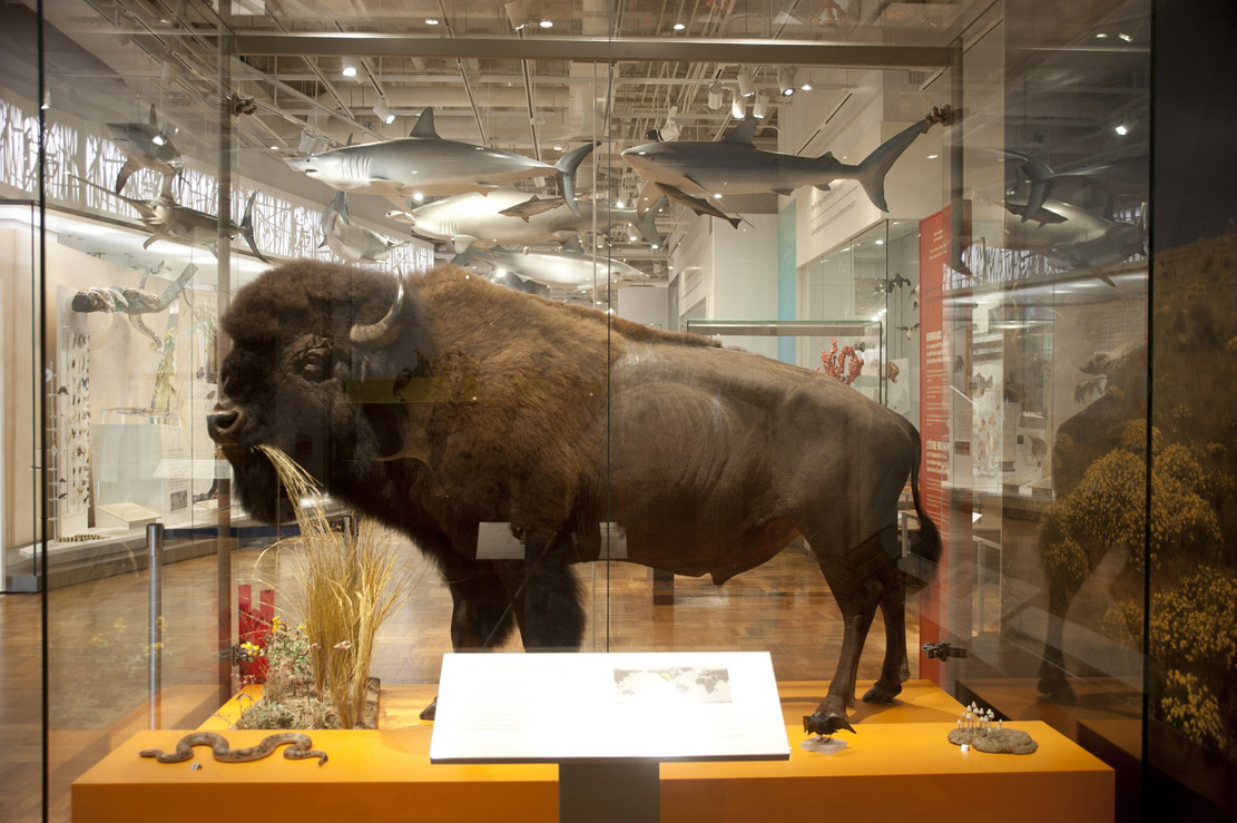 A taxidermy bison with grass in its mouth standing in a museum display case.