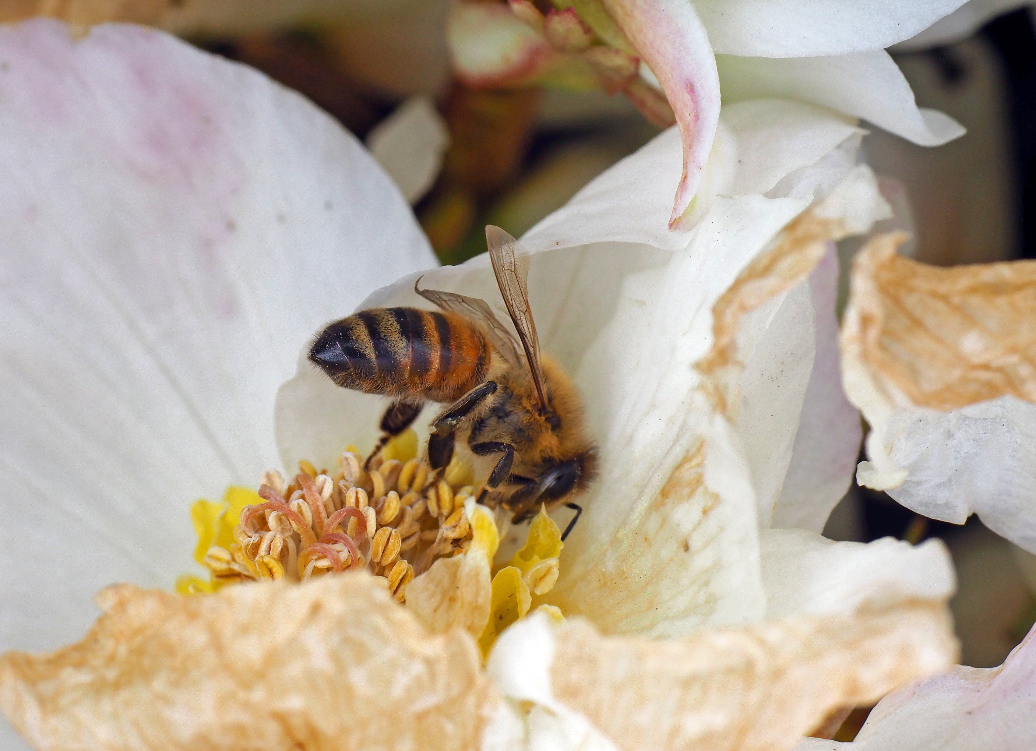 Primary Image Honey Bee © Antonia Guidotti