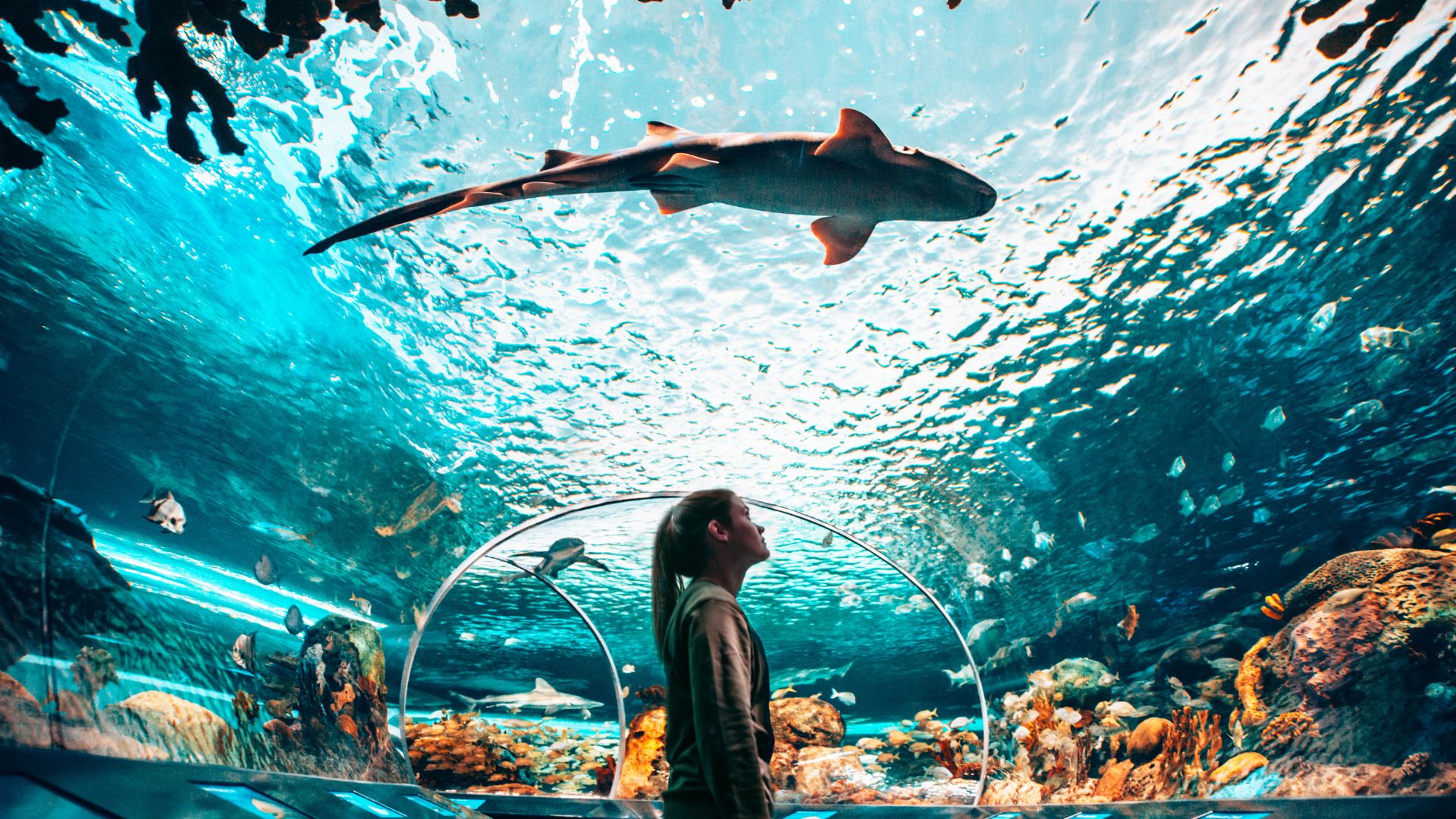 Underwater view of a hammerhead shark swimming above a person inside a large aquarium tunnel.