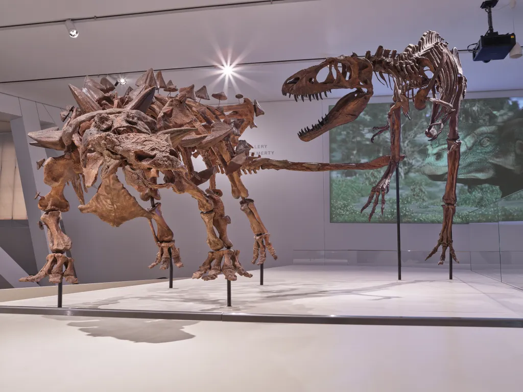 Brown fossil mounts of an armoured dinosaur defending itself against a tyrannosaur.