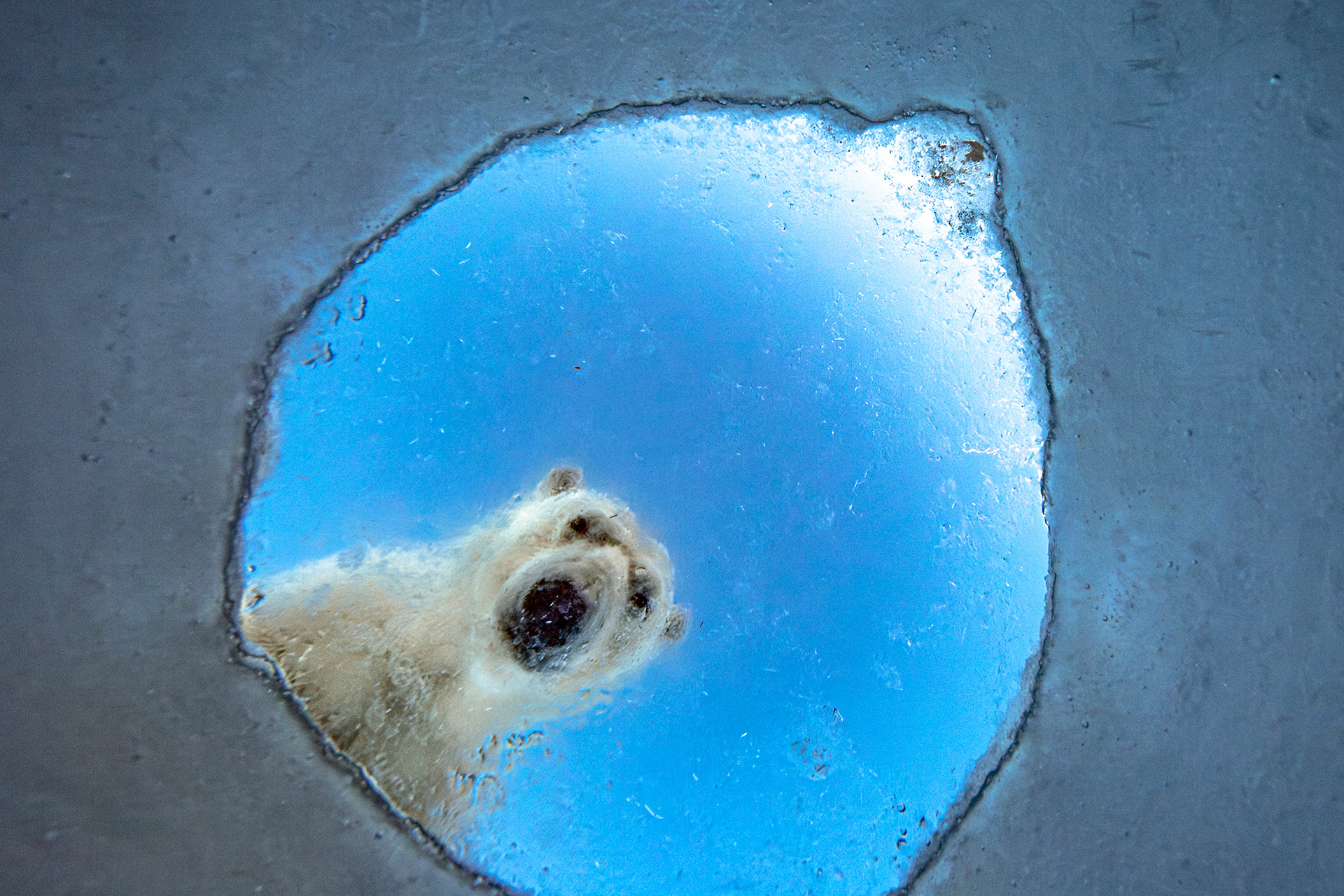 Underwater view looking up at a polar bear peering down through a hole in the ice.