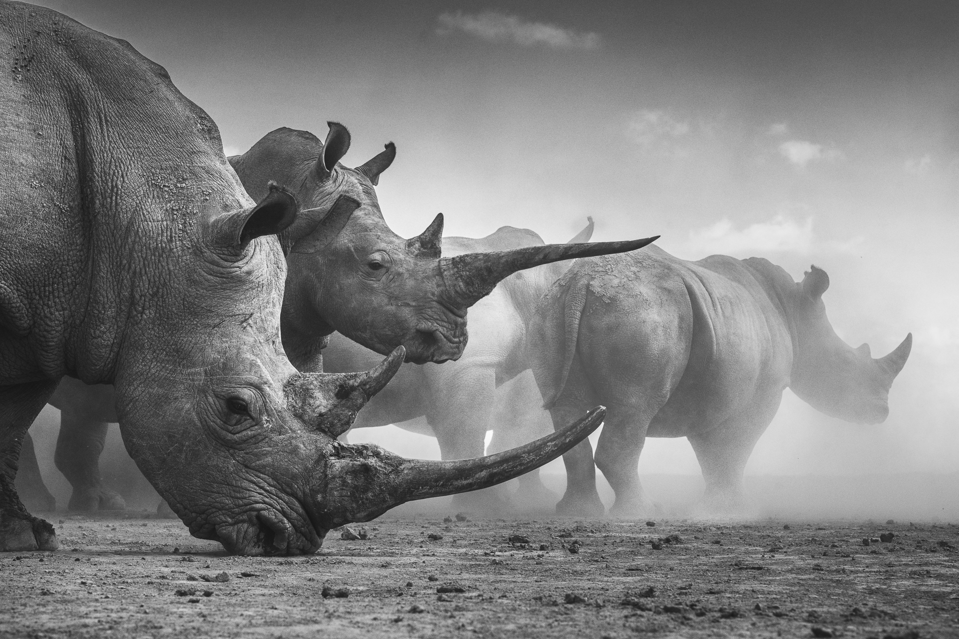 Monochromatic image, taken at ground level, of two rhinos in the foreground partially obscuring several more through a dusty background.