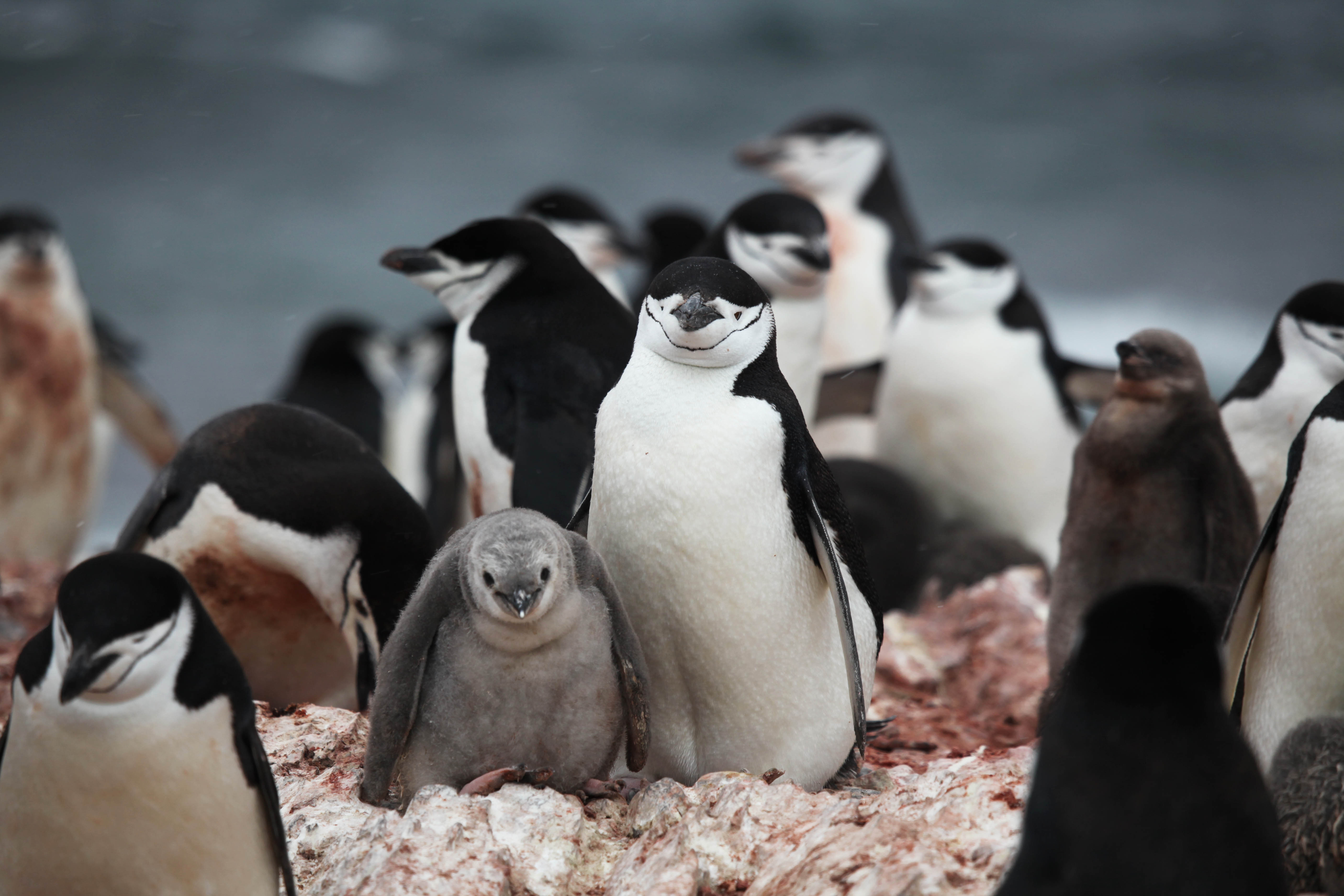 ANT-003 Antarctica Chinstrap Penguins Elephant Island Liam Quinn Wikimedia Commons CC BY-SA 2.0 Creative Commons Attribution-Share Alike 2.0 Generic 2011