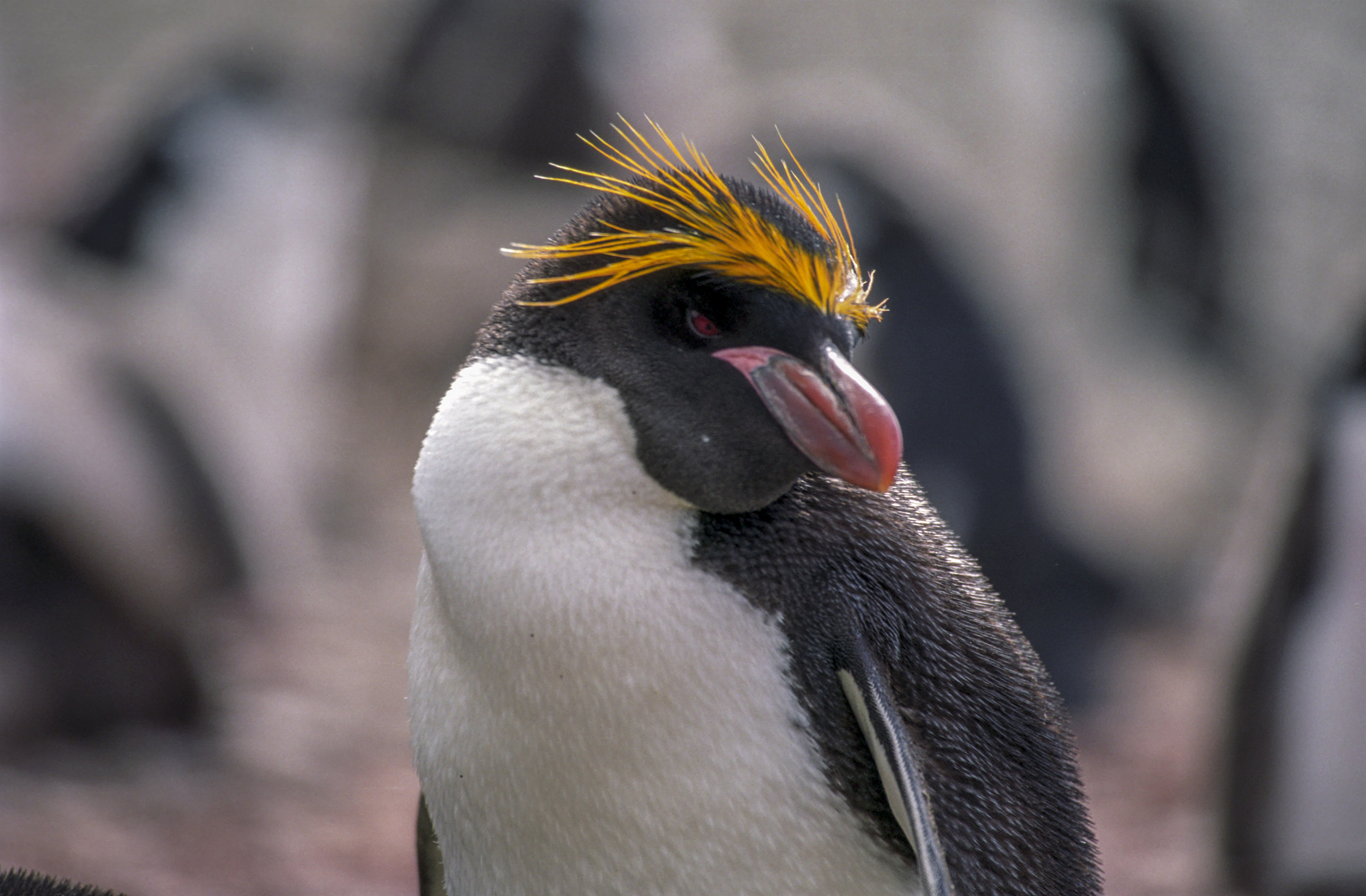 ANT-004 Antarctica Macaroni Penguin Jerzy Strzelecki Wikimedia Commons CC BY 3.0 Creative Commons Attribution 3.0 Unported 2007