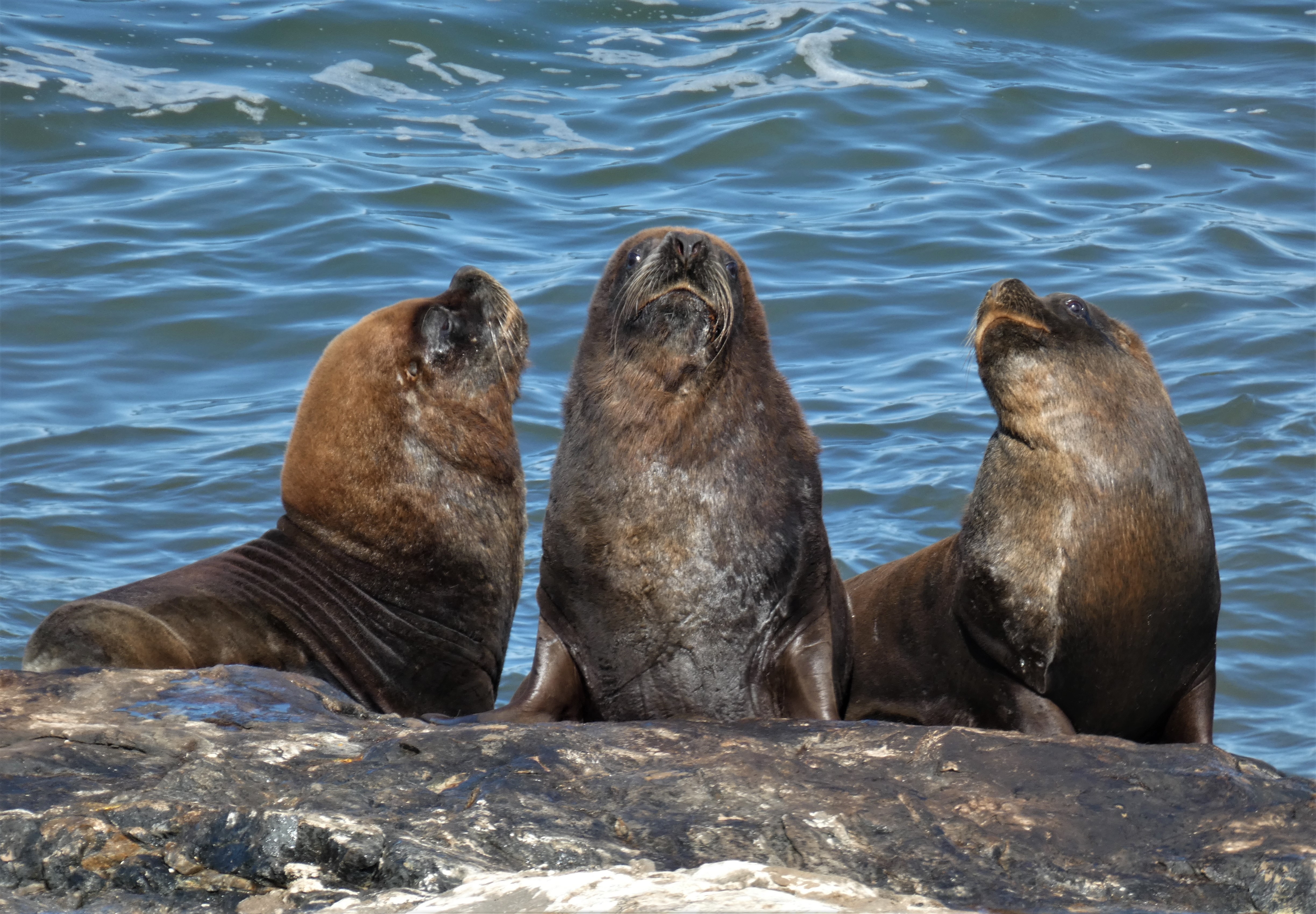 ANT-005 Antarctica South American Sea Lion Enrique González Wikimedia Commons CC CY 4.0  Creative Commons Attribution 4.0 International 2022