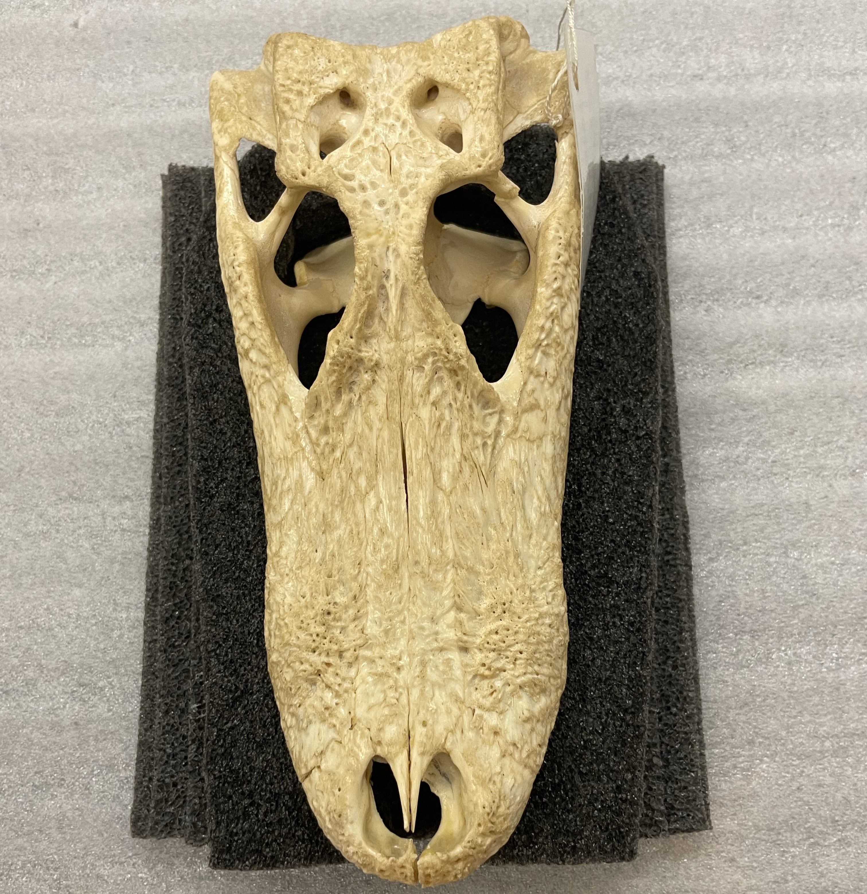 Overhead view of the top half of an alligator skull on top of black styrofoam on a white mat. 