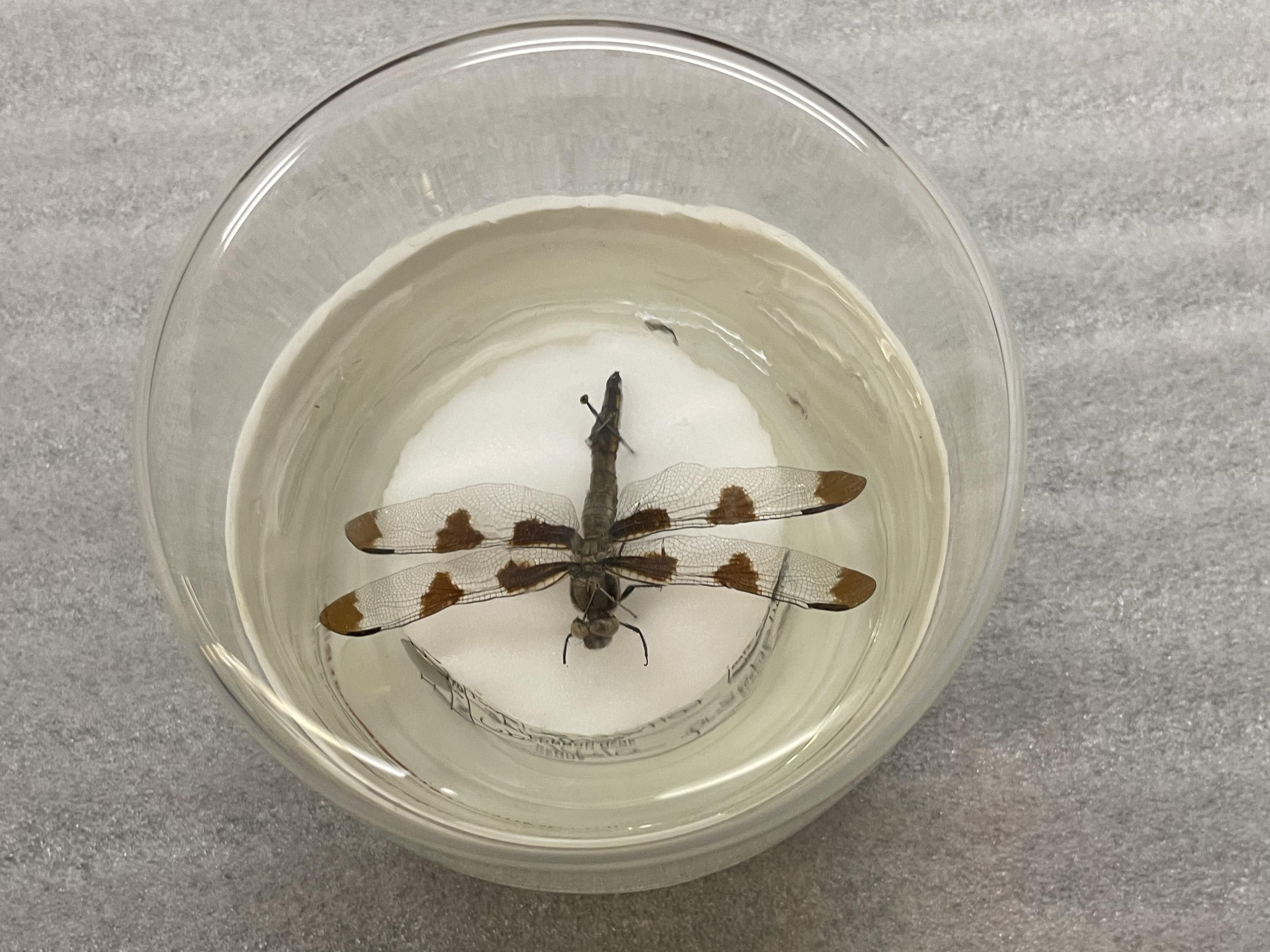 A dragonfly pinned in a container with a clear lid. Resting on a white mat