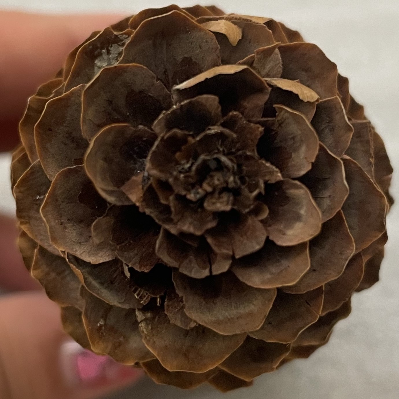Image of a pinecone being held by a hand over a white mat, viewing the pinecone from the tip