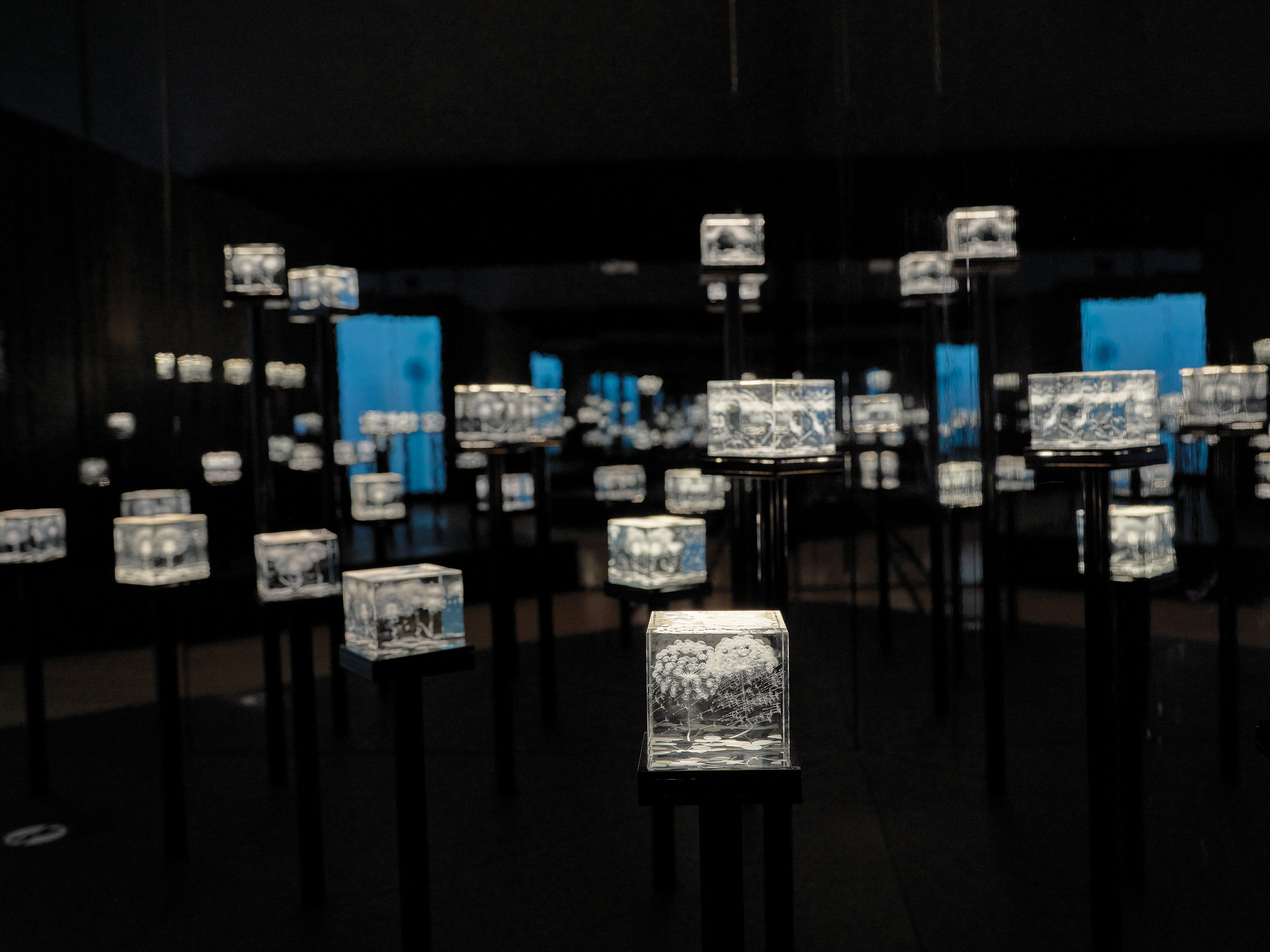 Illuminated glass cubes displayed on tall black pedestals in a dark gallery installation, creating a field of glowing sculptural artworks.