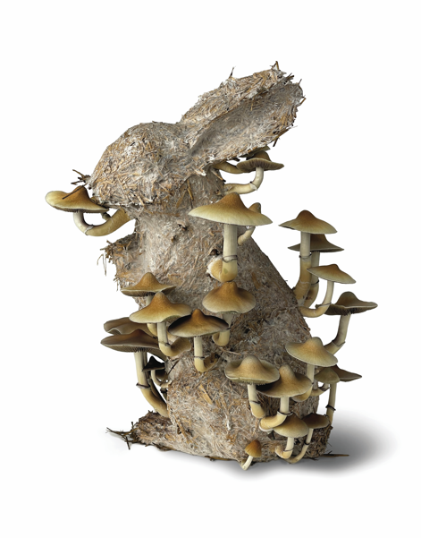 Sculptural rabbit form made from fibrous organic material, with clusters of tan mushrooms growing from its surface against a plain light background.