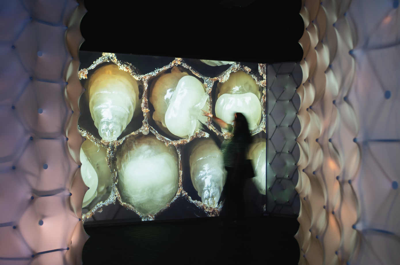 Visitor inside the exhibition BEES: A Story of Survival.