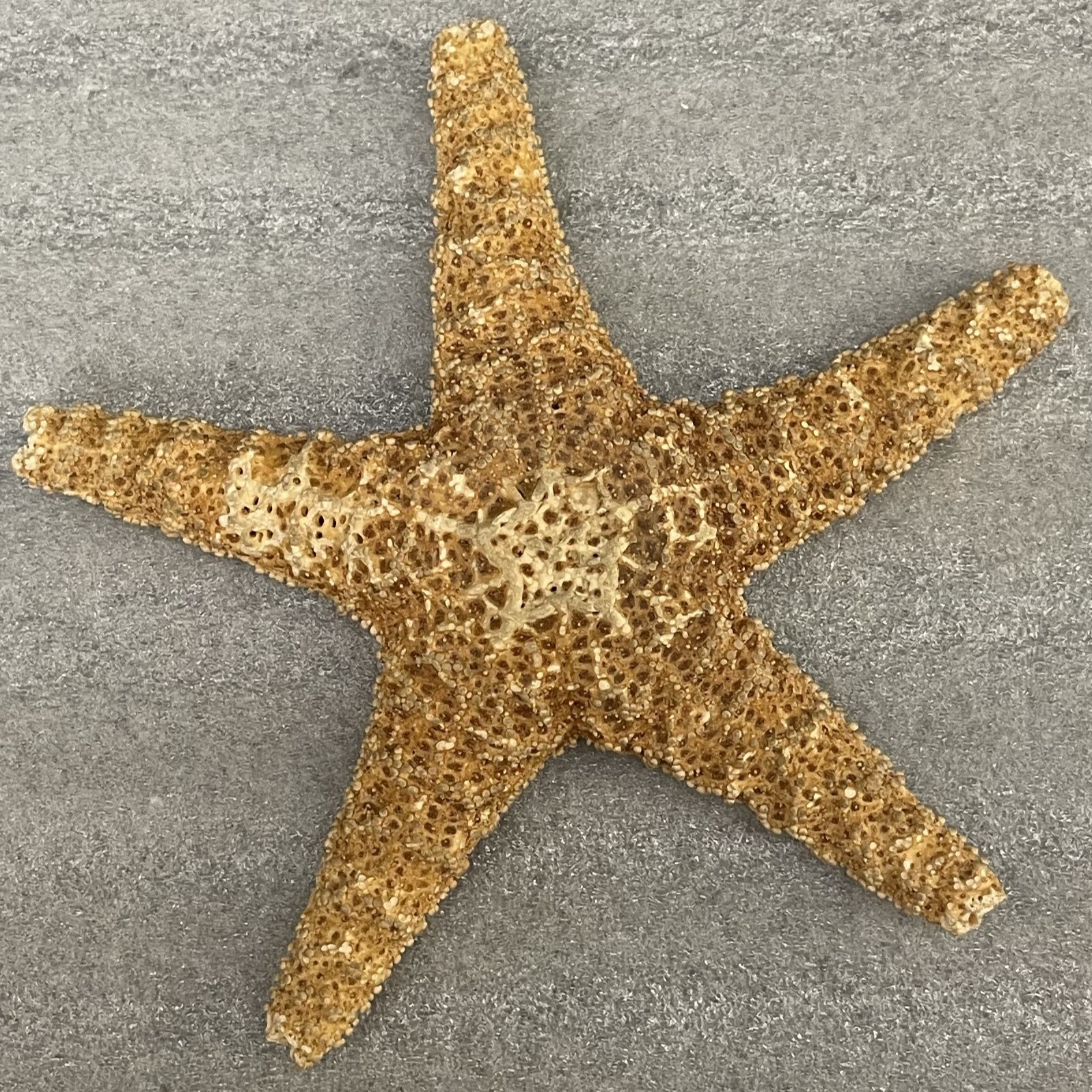 An overhead view of a pink orange sea star on a white mat.