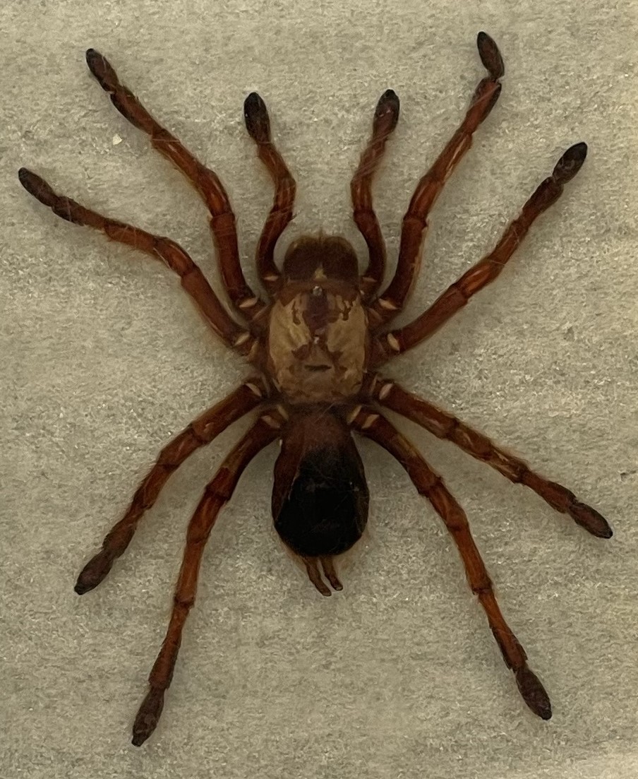 A tarantula in resin on top of a white mat.