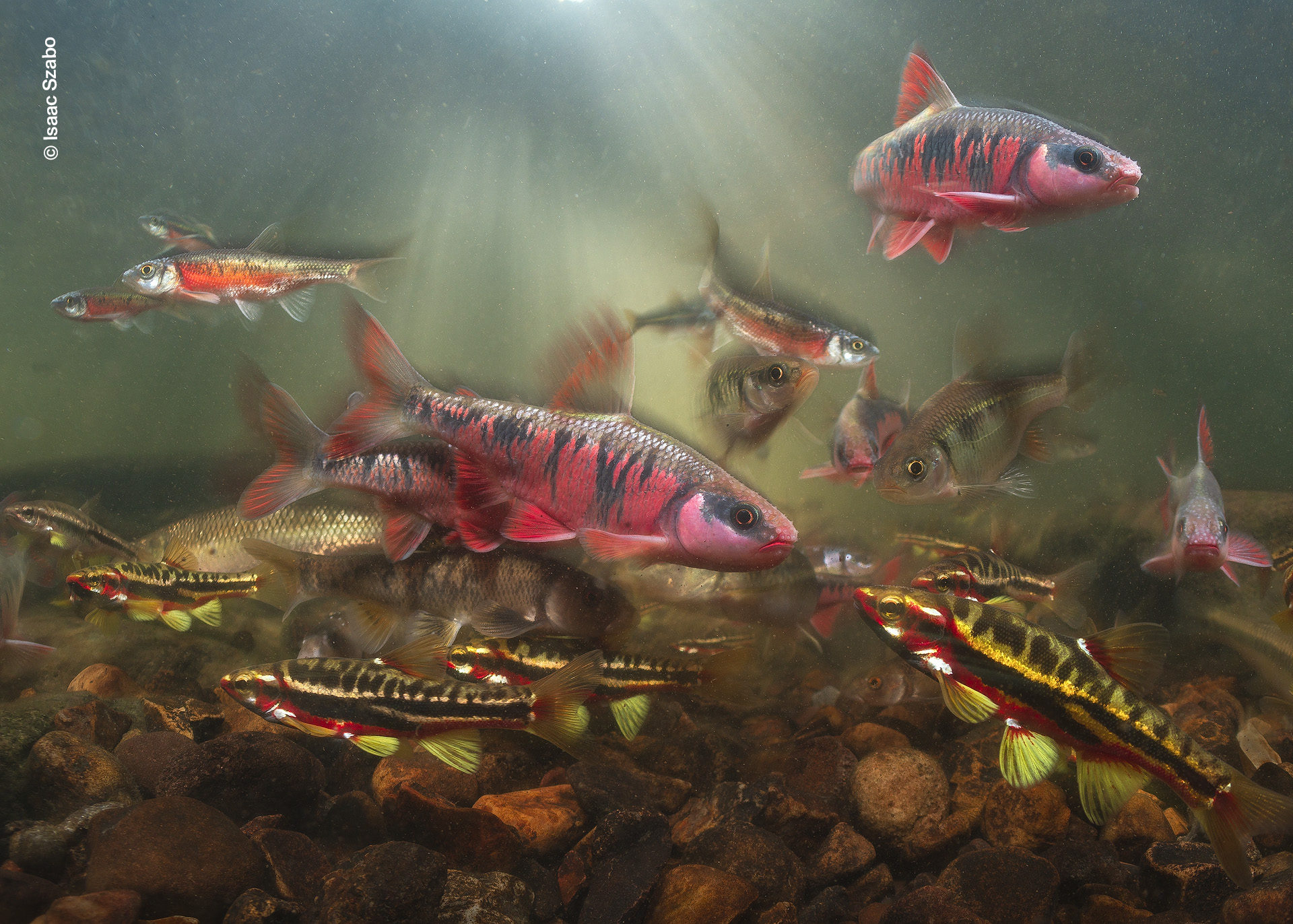 Underwater view capturing a vibrant flurry of spawning red, striped minnows.
