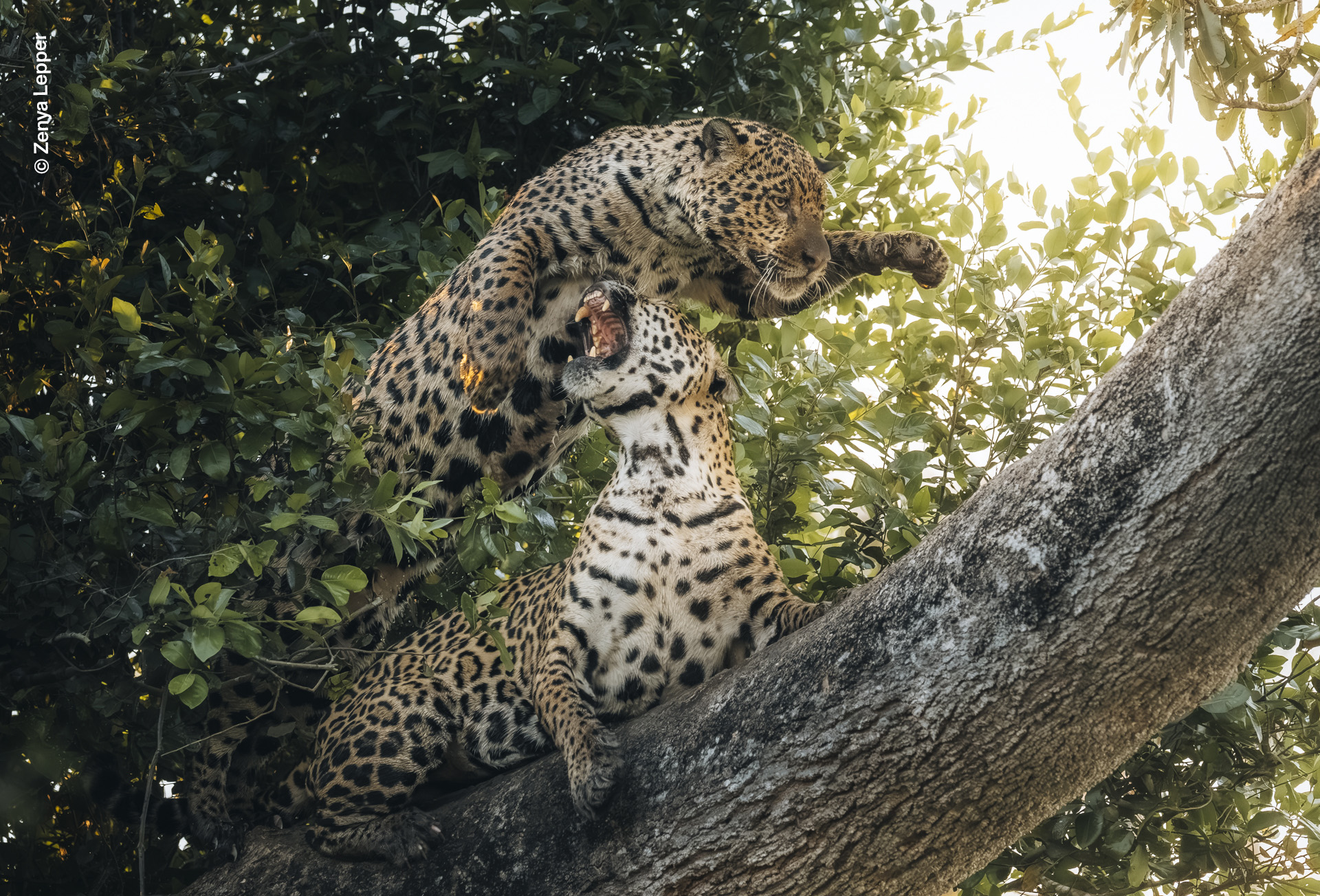 Two spotted jaguars jostle for position on a large, horizontal tree branch.