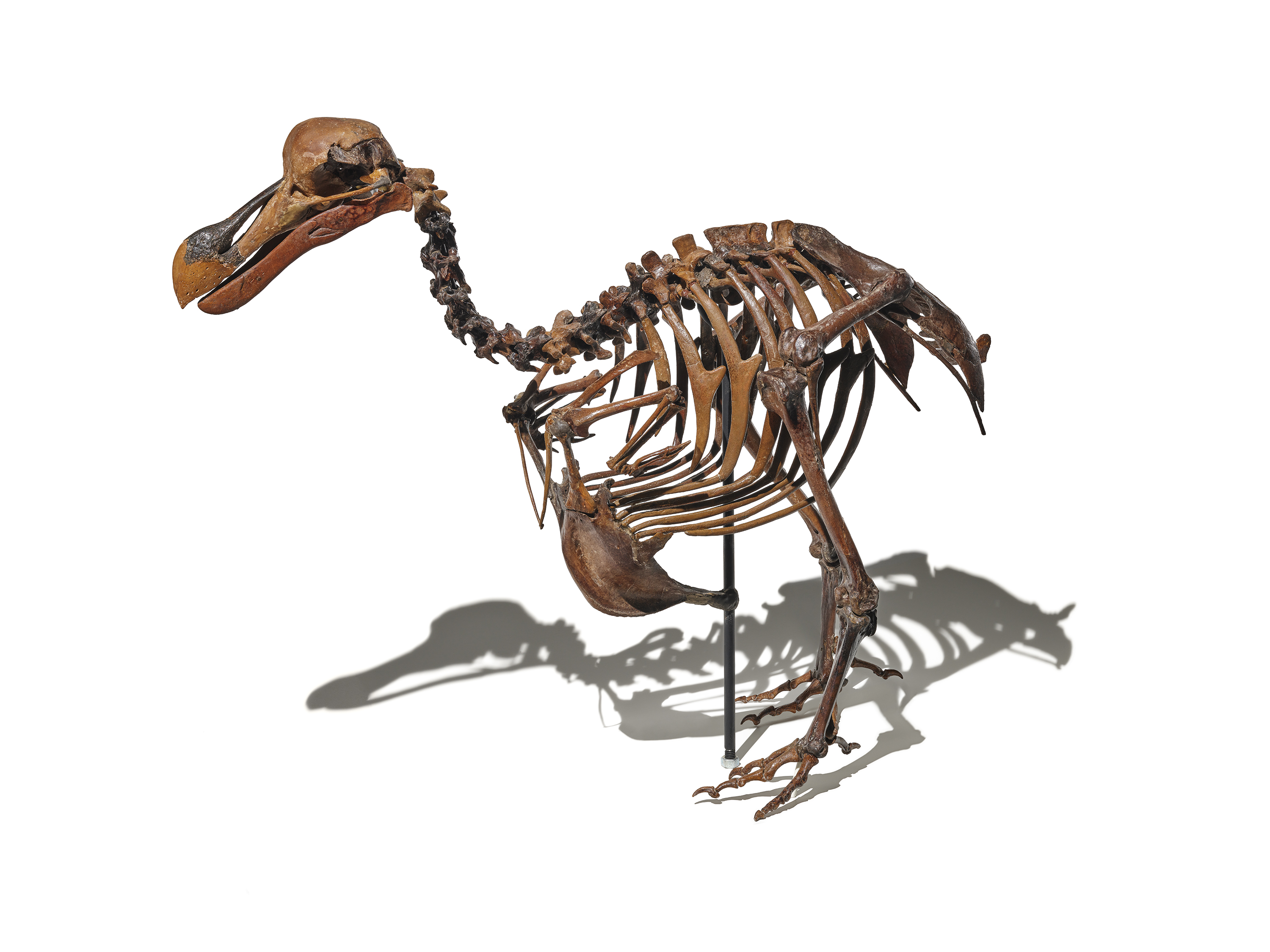 Dodo skeleton 