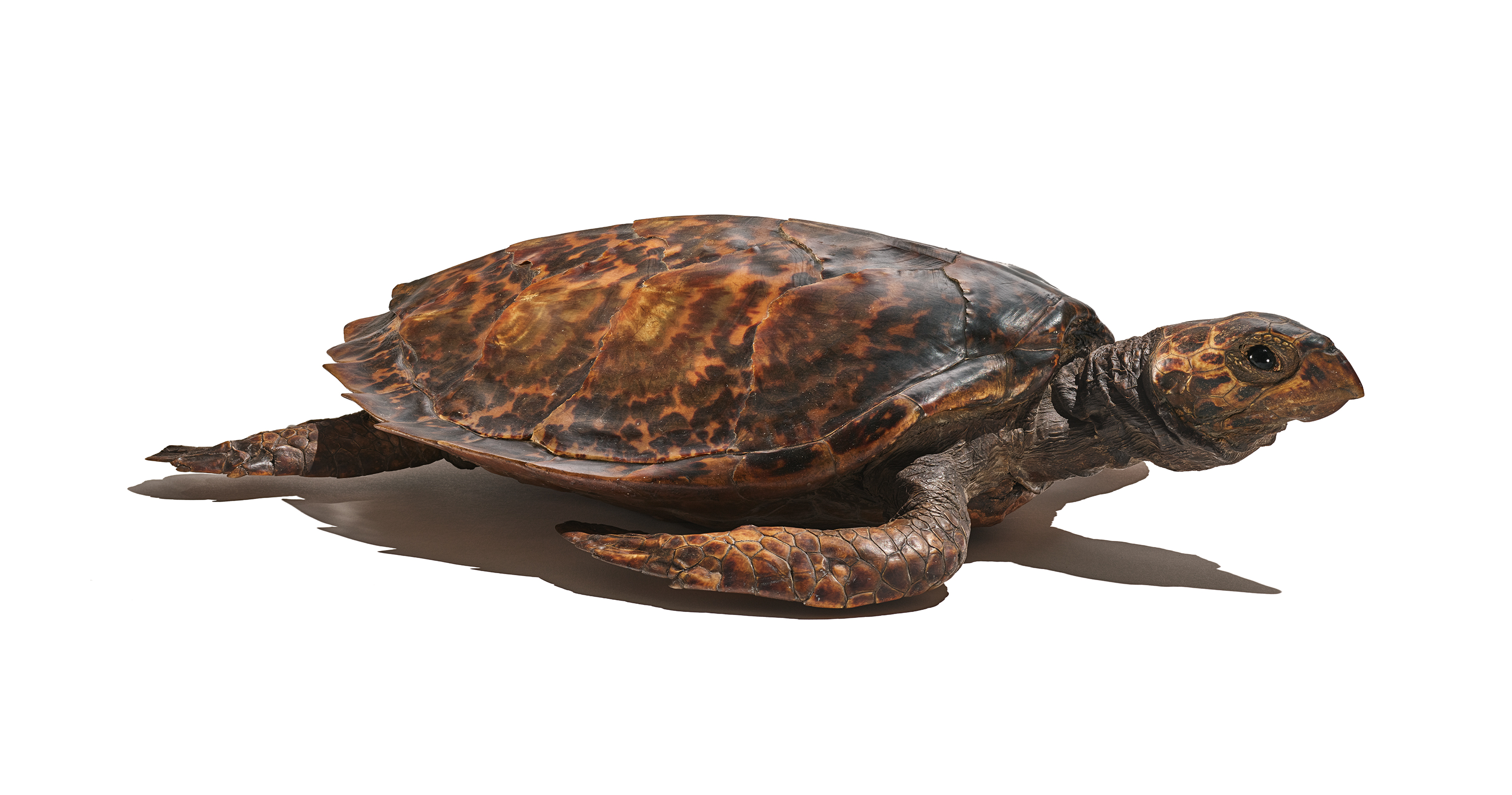 Hawksbill sea turtle 