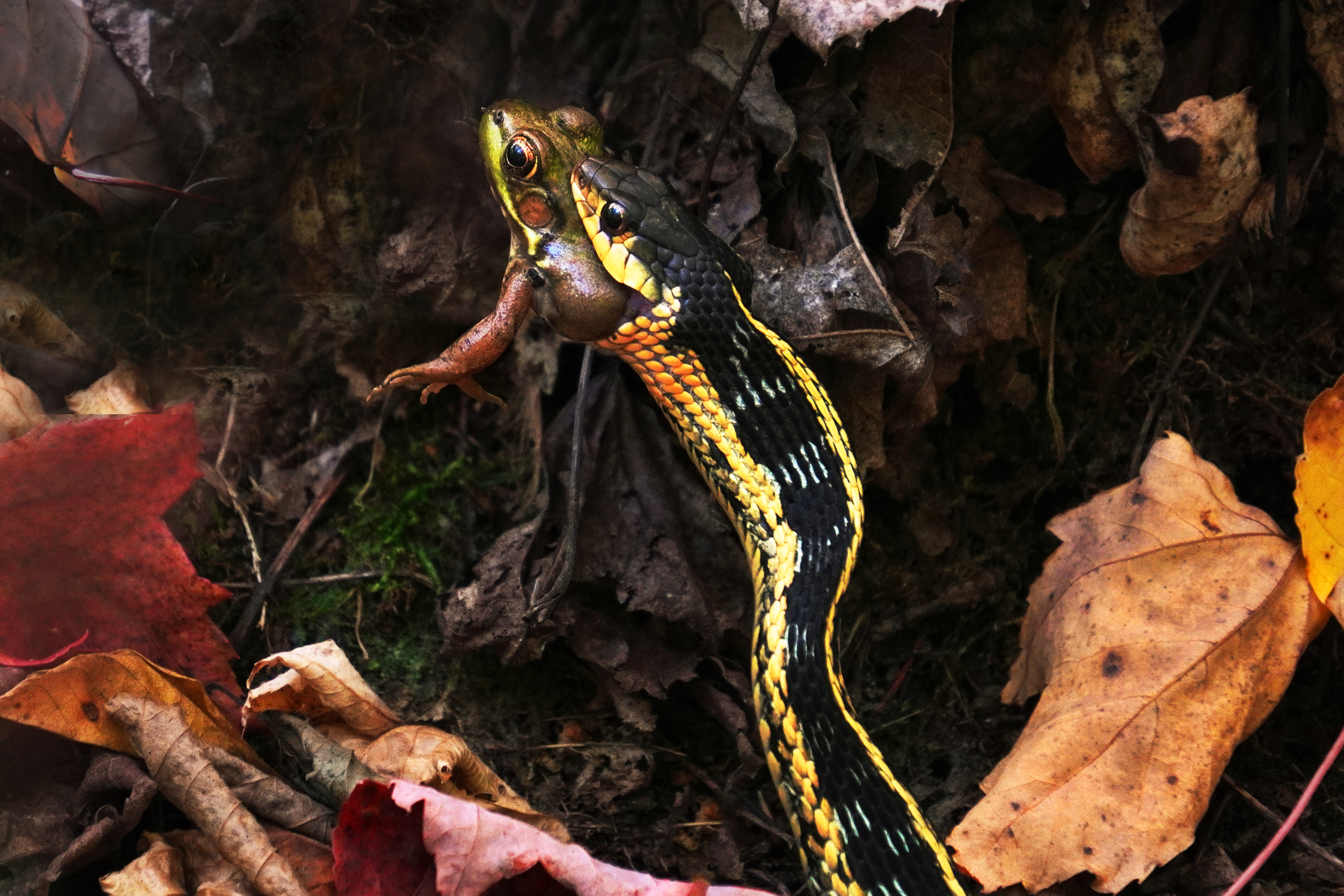 A brightly patterned snake swallowing a green‑brown frog on a leaf‑covered forest floor.