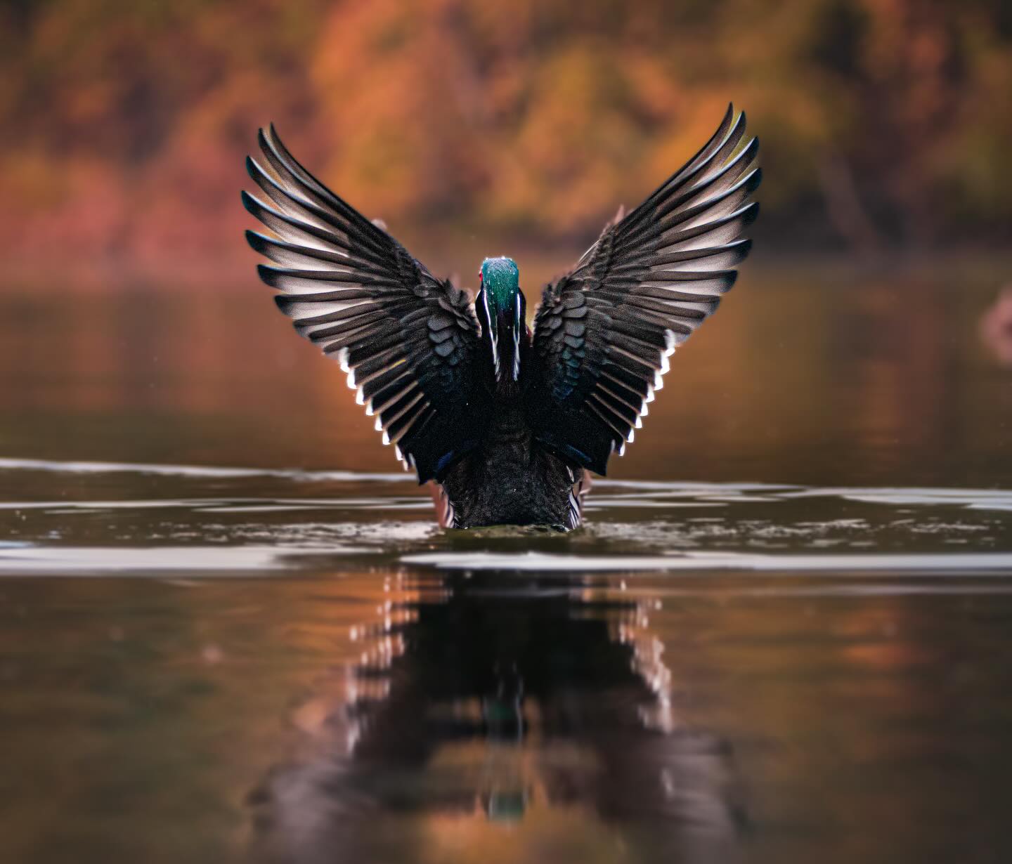 A black bird spreads its wings above the water, creating a reflection against a warm autumn backdrop.