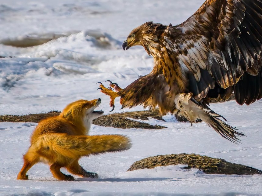 A red fox bares its teeth at a white-tailed sea eagle with outstretched wings on a snowy shoreline.
