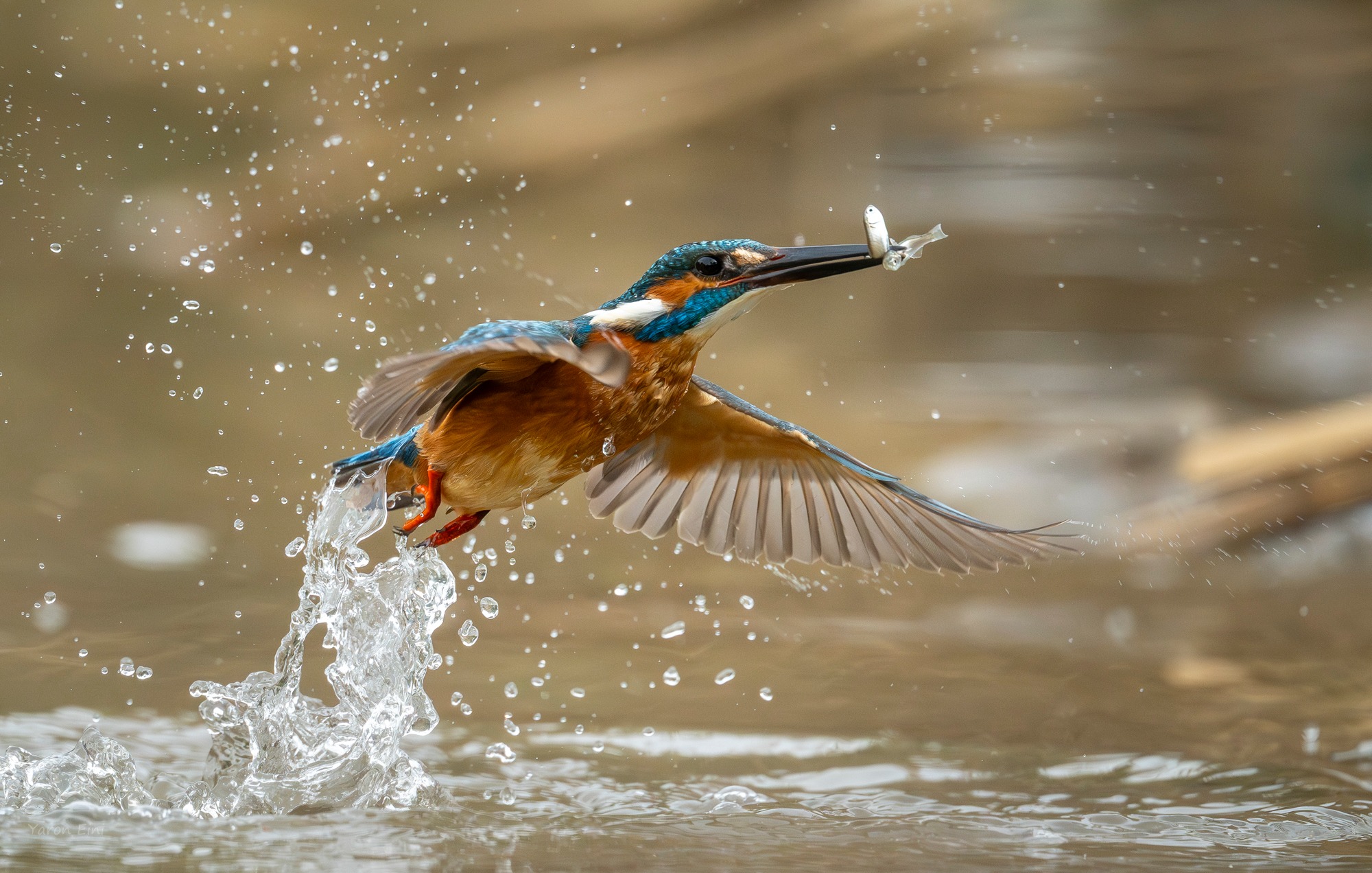A bird flies close to the water having caught a fish in its mouth.