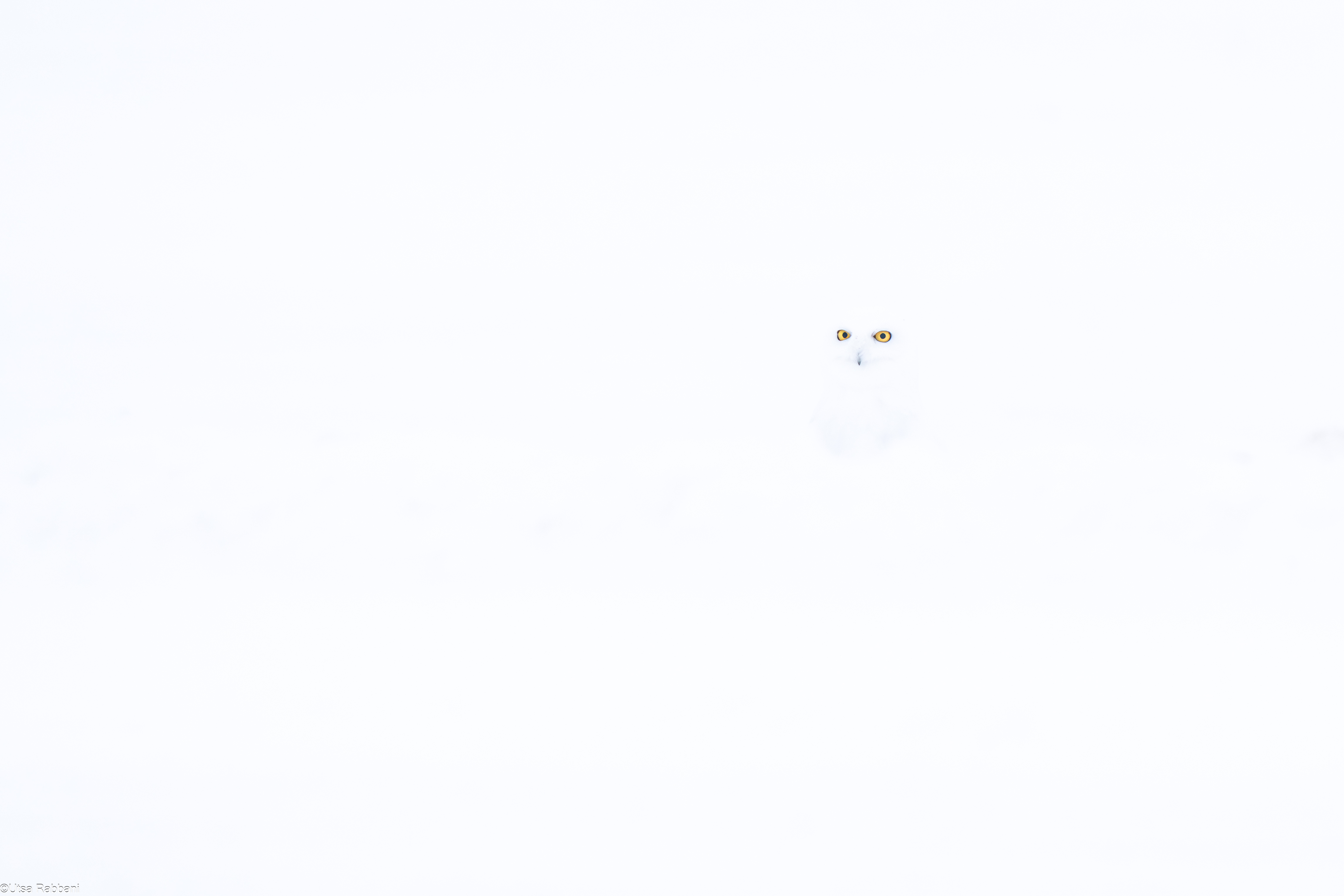 A snowy owl blends into a white landscape, its yellow eyes the only vivid detail against the snow.