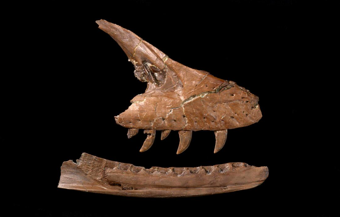 An upper jaw with sharp, curved teeth positioned over a lower jaw