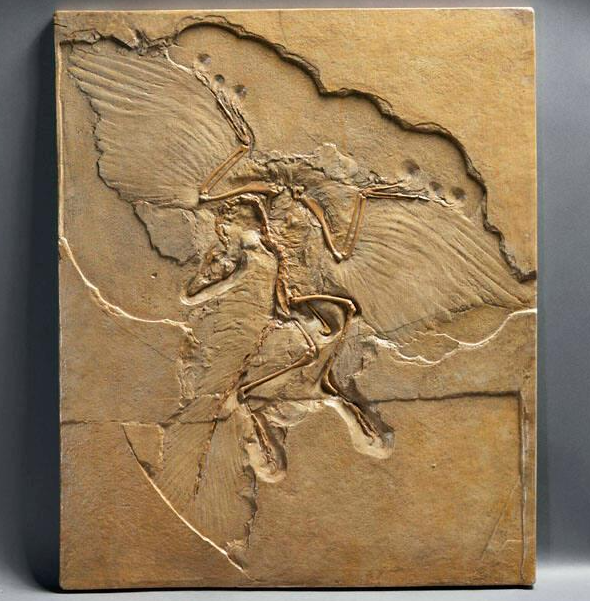 A fossil skeleton of a reptile showing distinctive impressions of wing feathers