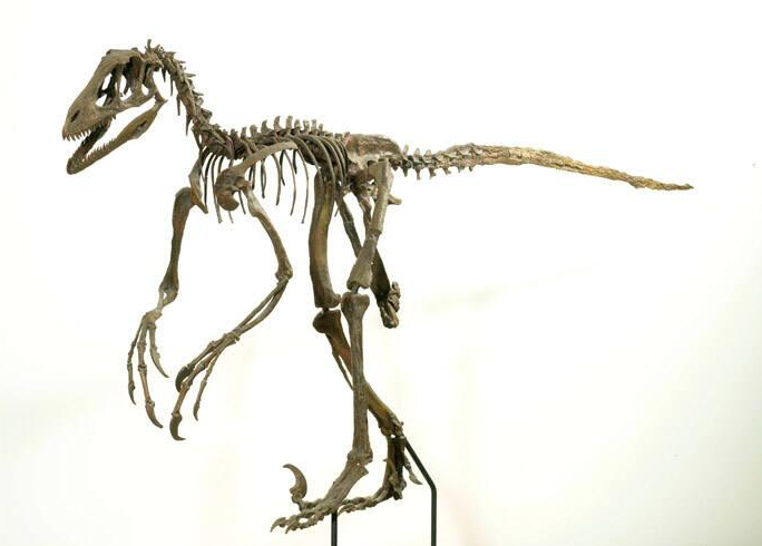 A fossil skeleton of a dinosaur with distinctive sharp curved claws held up over the rear feet