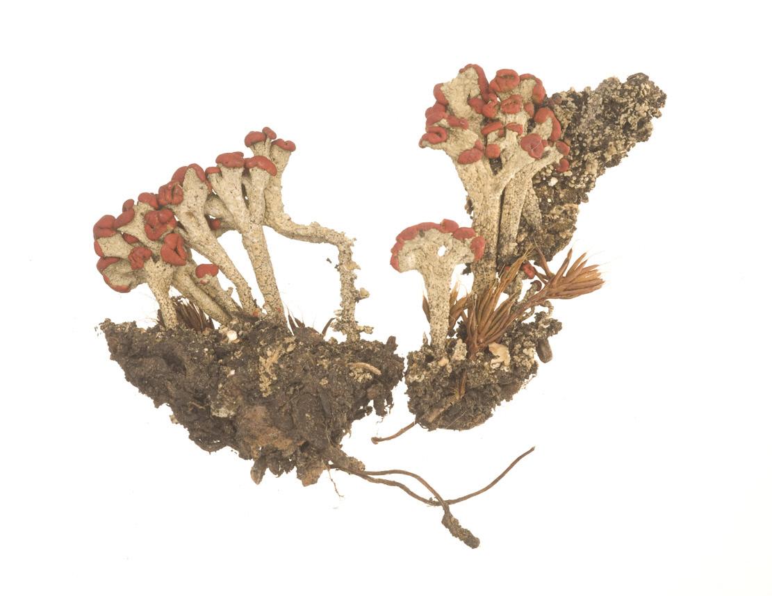 Two clusters of mushrooms with long white stems crowned with red cup-shaped caps, resembling many tiny wine glasses.