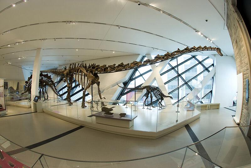 A long-necked dinosaur skeleton in front of the glass windows of the Dinosaur gallery. 
