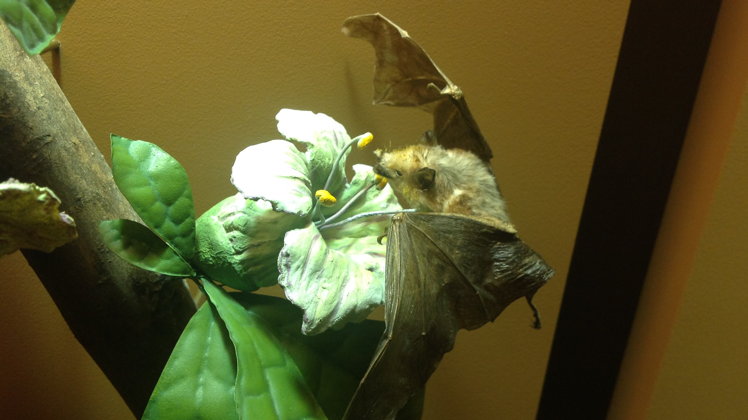 A small brown bat with spread wings perches on a large white flower to drink its nectar.