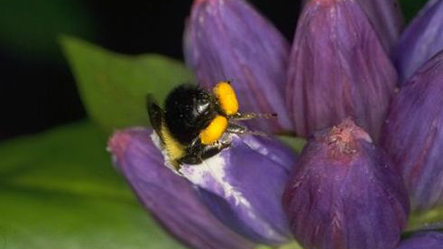 Bee visiting a purple flower.