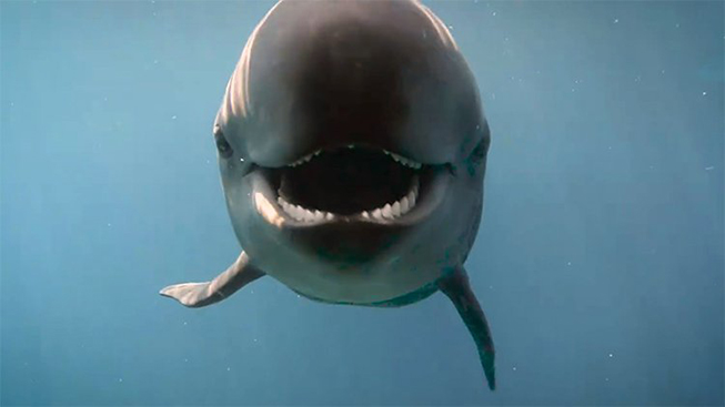 The Captivity Debate: Should We Keep Marine Mammals in Tanks? | Royal Ontario Museum The Captivity Debate: Should We Keep Marine Mammals in Tanks? | Royal Ontario Museum