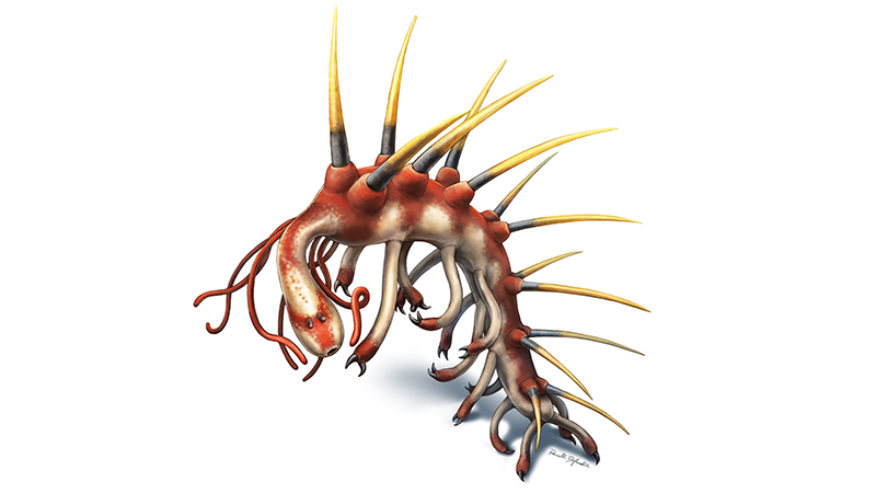 Amazing fossils recently discovered from the Cambrian Hallucigenia_dufault_web