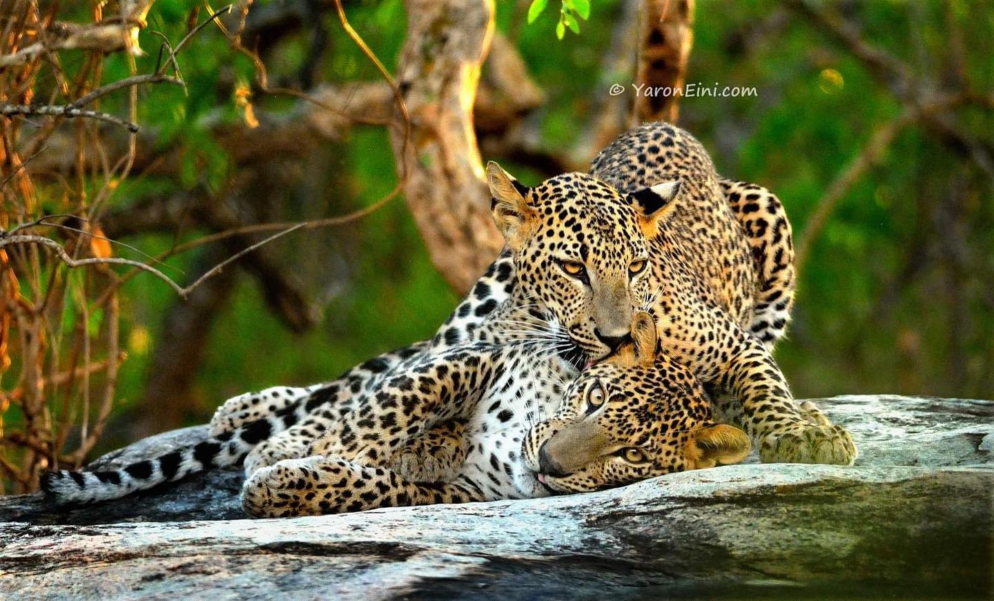 Presenting our Winners of the 2022 ROM Wildlife Photographer of the Year Contest Royal Ontario