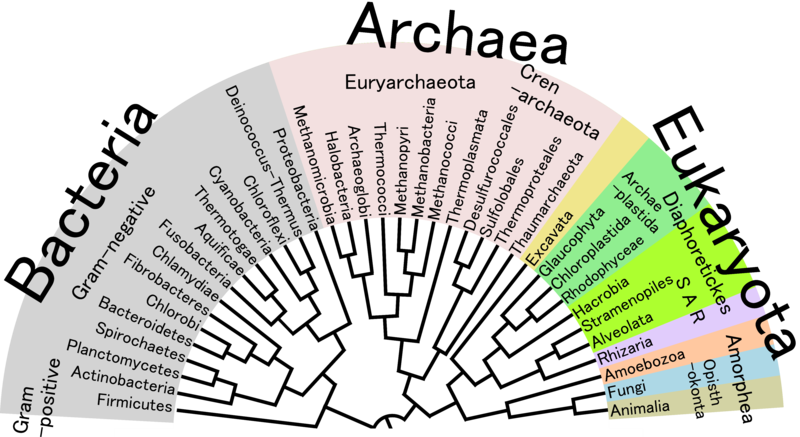 The Rules Of Taxonomy How Species Are Named Royal Ontario Museum