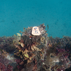 Photo of a label tag underwater