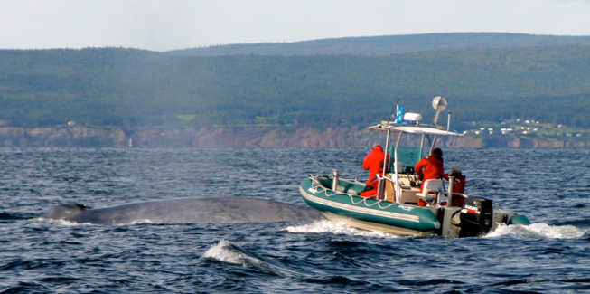 Richard Sears and his team during the MICS summer blue whale research program in the St Lawrence, Quebec. Photo by MICS