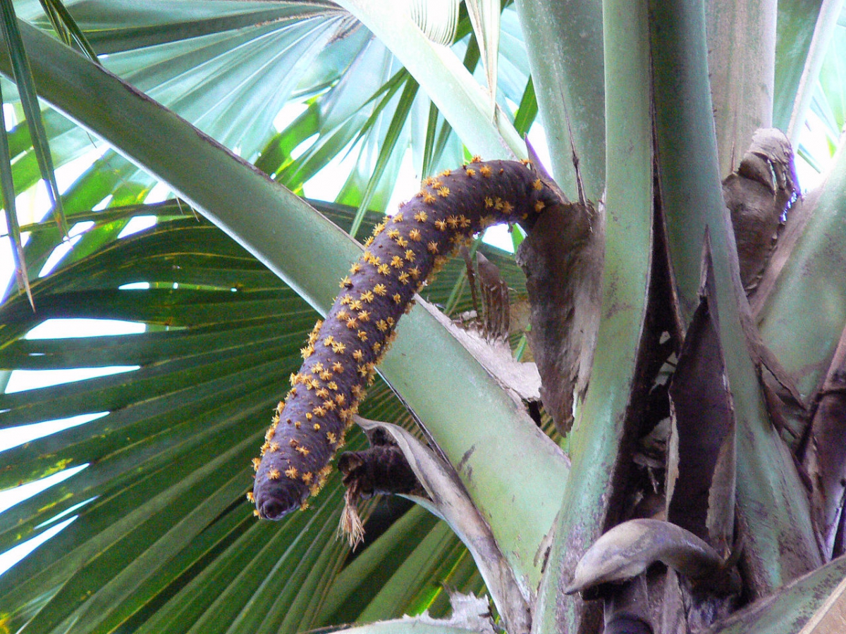 Male inflorescence of Lodoicea maldivica