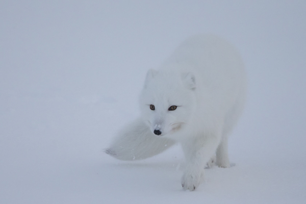 “Arctic Fox” With its short body features and fur-covered paws, this small canine is well adapted to living in the Arctic. Photo by Don Gutoski