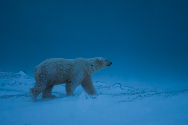 “Out to the ice!” Polar bears are the more well-known Arctic species of Churchill, Manitoba, that are affected by climate change. Photo by Don Gutoski “Out to the ice!” Polar bears are the more well-known Arctic species of Churchill, Manitoba, that are affected by climate change. Photo by Don Gutoski