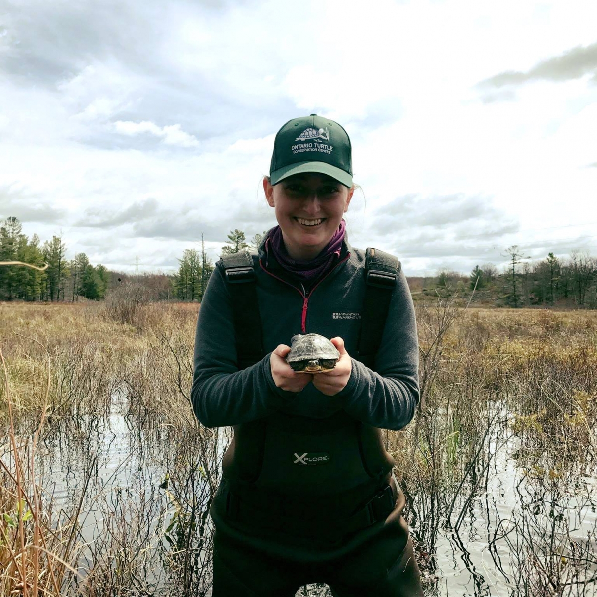 Researcher holding a Blanding's turtle with a tracker standing in a wetland.