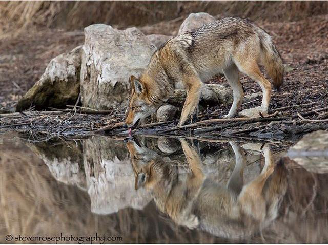 A coyote dips its head and drinks from a pond. Photo by Steven Rose.