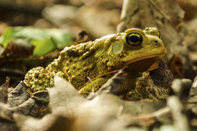 Oh wow, what a great American toad costume! Oh... wait, that's an actual American toad. Our bad. Photo by Stacey Lee Kerr Oh wow, what a great American toad costume! Oh... wait, that's an actual American toad. Our bad. Photo by Stacey Lee Kerr