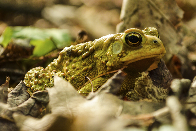 Oh wow, what a great American toad costume! Oh... wait, that's an actual American toad. Our bad. Photo by Stacey Lee Kerr