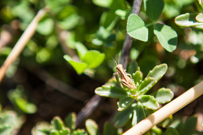 a grasshopper nymph sits in a sedum plant on the ROM green roof