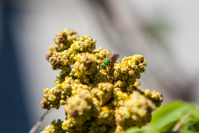 a bee sits on an unripe sumac bud on the ROM green roof