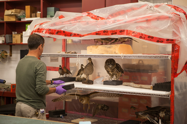 ROM Exhibit Preparator Bernard setting up for the Empty Skies: the Passenger Pigeon Legacy exhibit. Photo by Vincent Luk ROM Exhibit Preparator Bernard sets up the stuffed birds for the Empty Skies: the Passenger Pigeon Legacy exhibit
